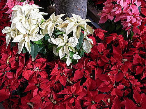 |CZ`A (VEWE{N) iPoinsettiaj 