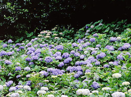 6月の花 紫陽花（hydrangea）【花言葉】「移り気」「辛抱強さ」「浮気」「無常」